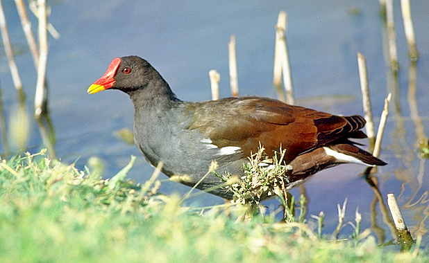 Gallinella-prato.jpg