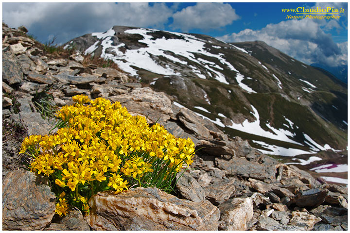 Draba_aizoides_fiori_montagna_.jpg