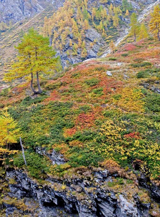 autunno val di rhemes 5.jpg
