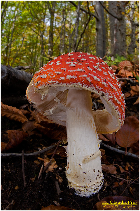 Amanita muscaria (10).jpg