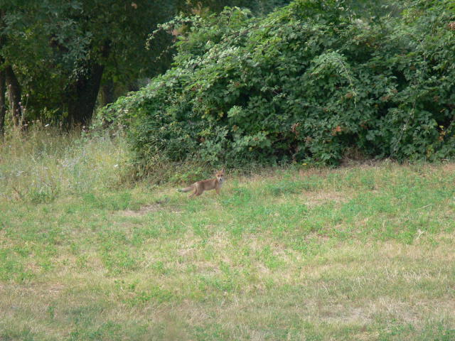 P1000210b.jpg