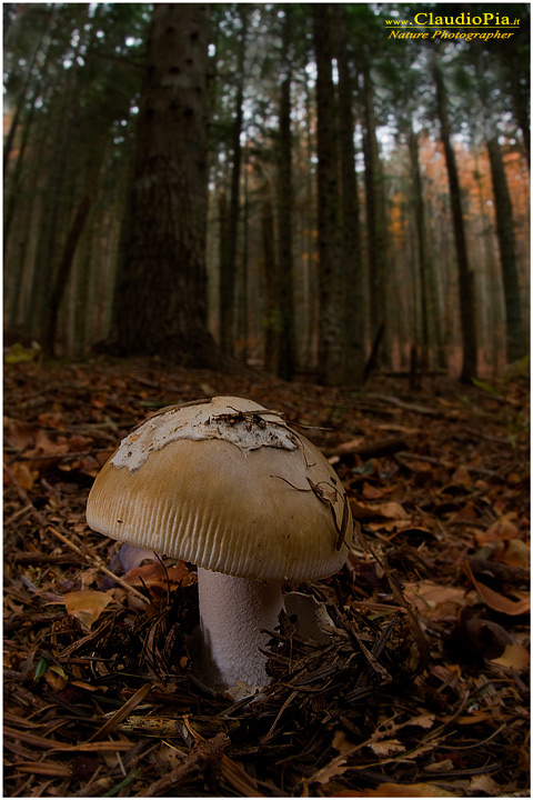 Amanita submenbranacea (1).jpg