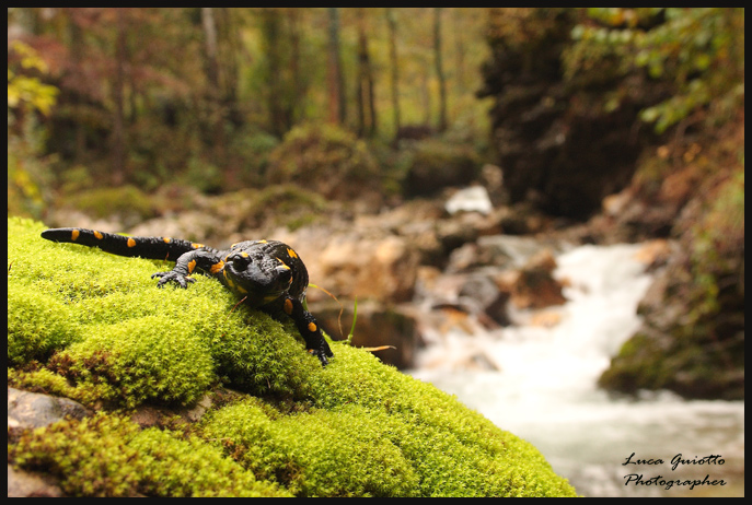 lungo-il-torrente.jpg