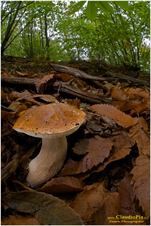 Boletus reticolatus (3).jpg