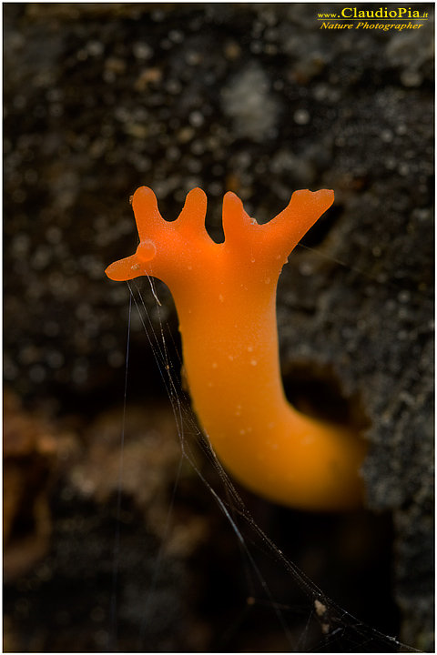 Calocera viscosa (1).jpg