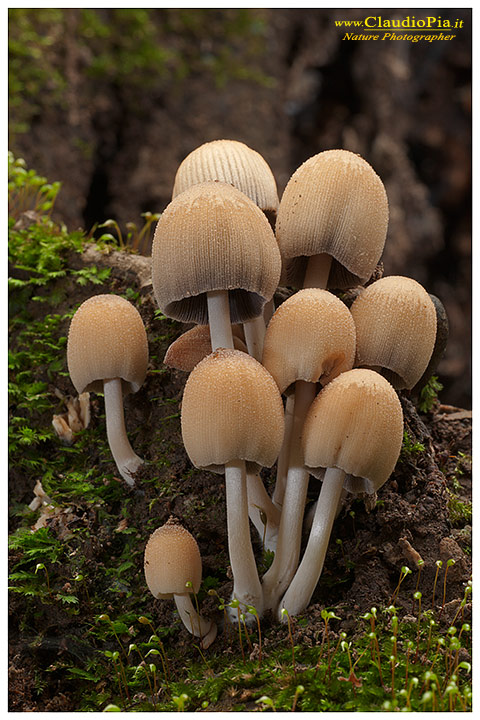 Coprinus (5).jpg