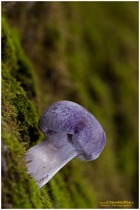 Cortinarius.jpg