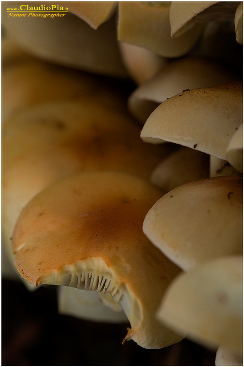 Hypholoma sp (2).jpg