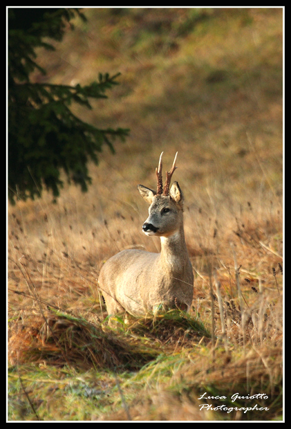 capriolo-maschio.jpg