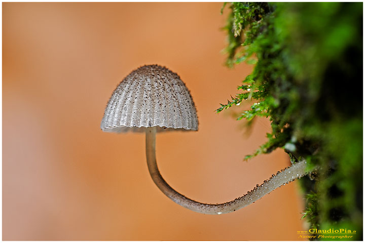 Mycena (1).jpg