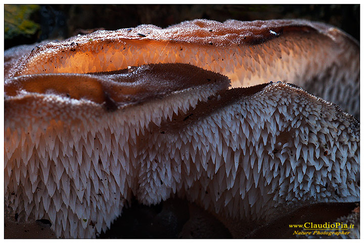 Pseudohydnum gelatinosum (29).jpg