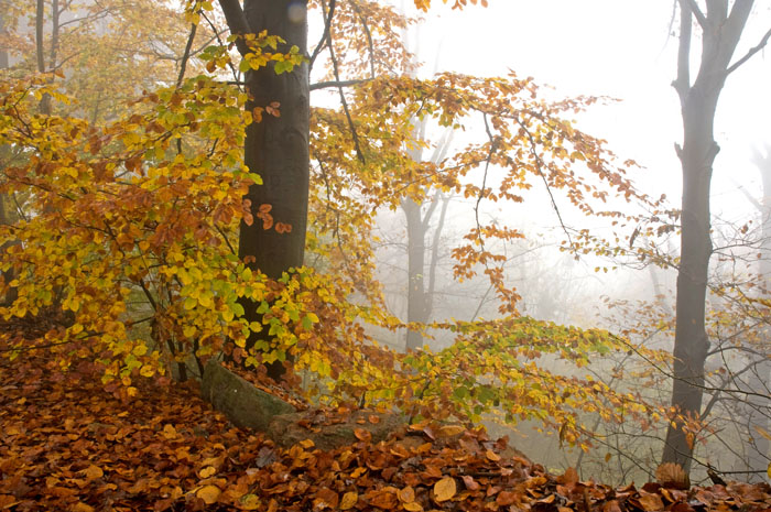 colore e nebbia.jpg