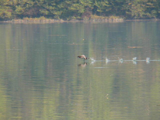 P1020629.jpg