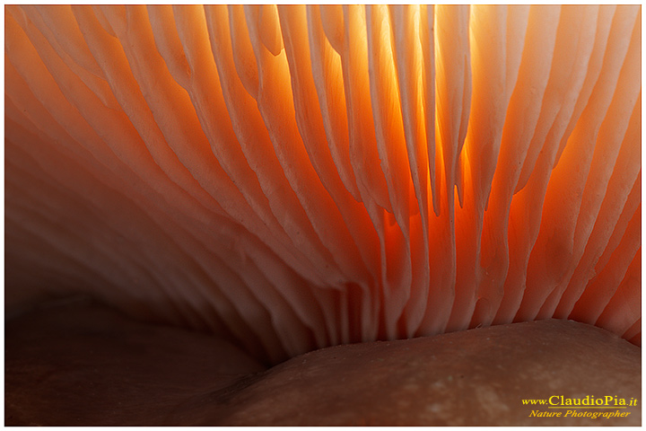 Lamelle_gills_ (1).jpg