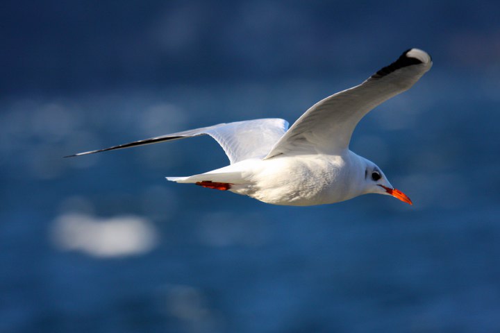 volare_720x480.jpg