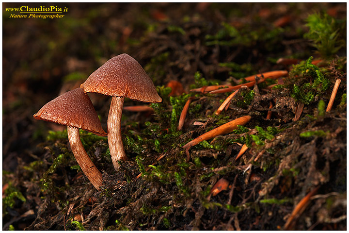 Cortinarius_9420.jpg