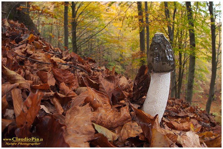 Phallus_impudicus_9628.jpg