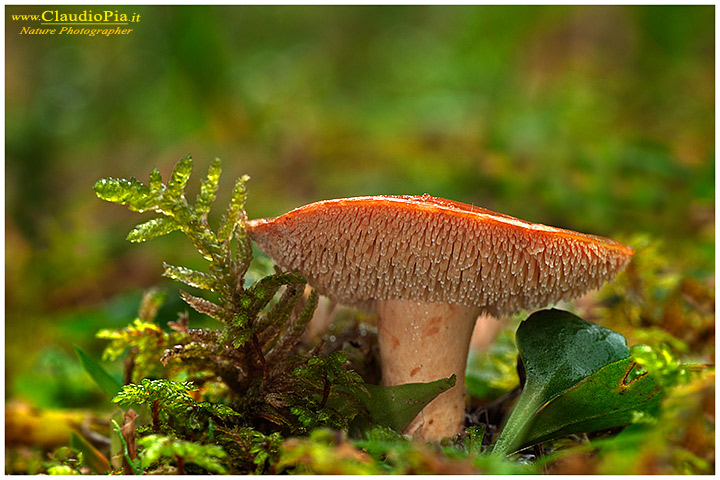 Hydnum rufescens dentino0087.jpg