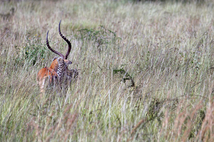 'impala.jpg