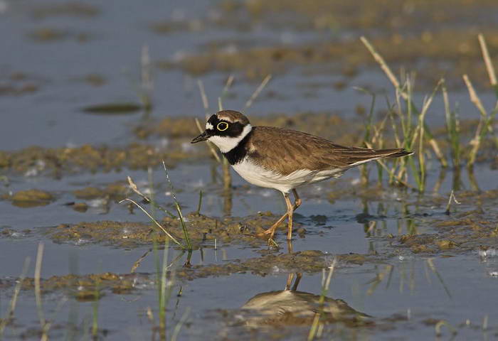 Little_Ringed_Plover01b.jpg