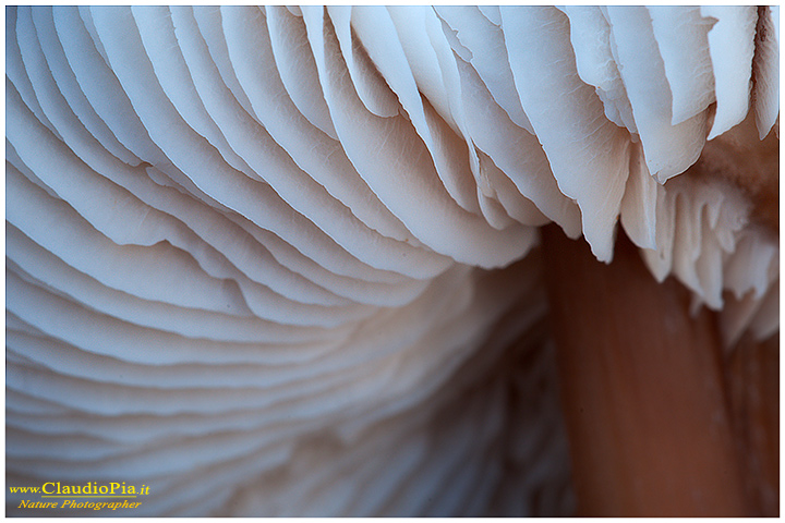 Lamelle_gills_ (5).jpg