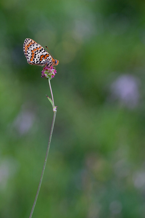 IMG_1368Melitaea720.jpg