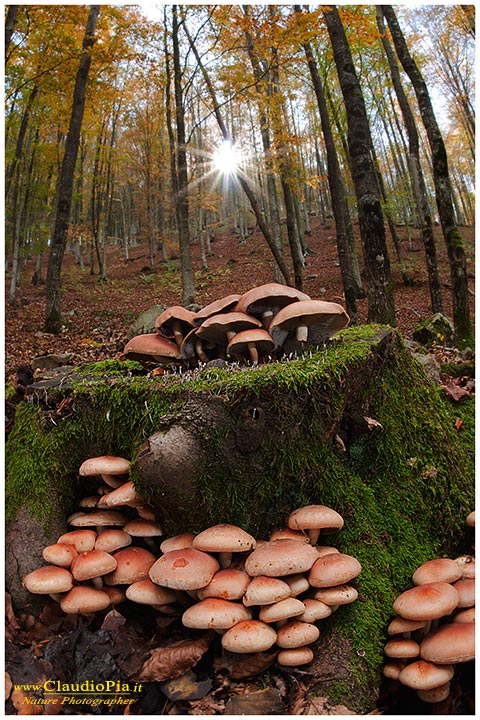 Hypholoma_sublateritium_9744.jpg