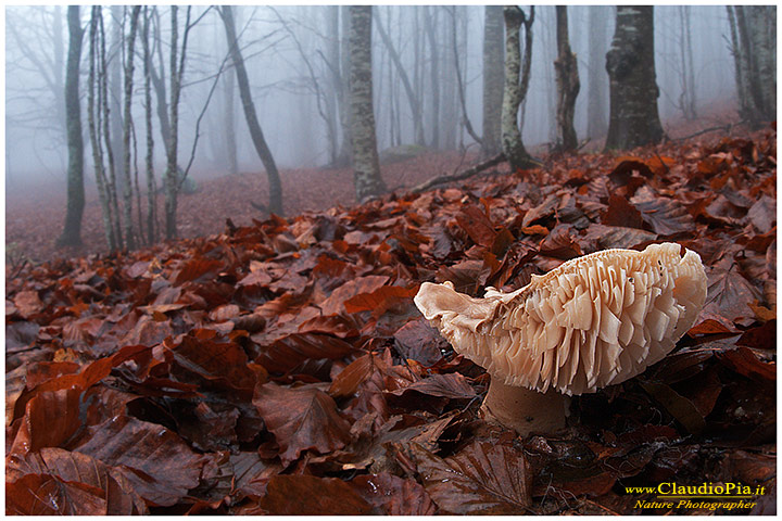 Lamelle_gills_ (4).jpg