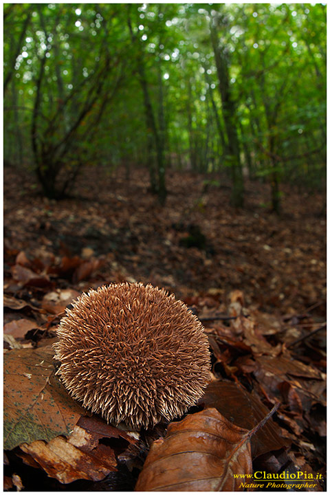 Lycoperdun echinatum_9301.jpg