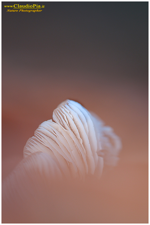 Lamelle_gills_.jpg