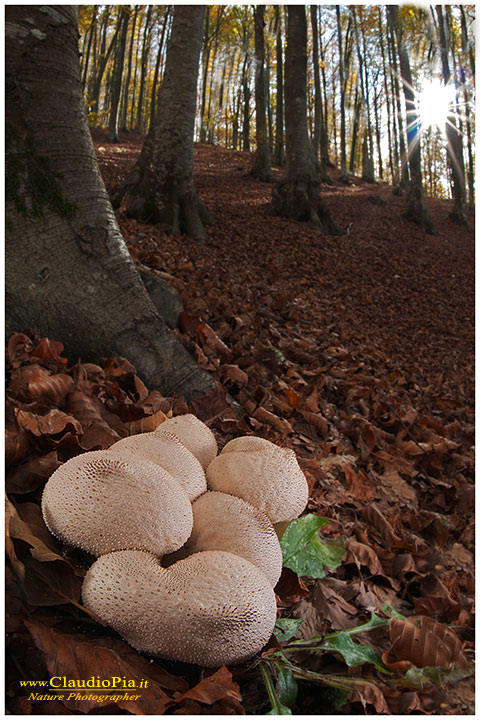 Lycoperdon_perlatum_9805.jpg