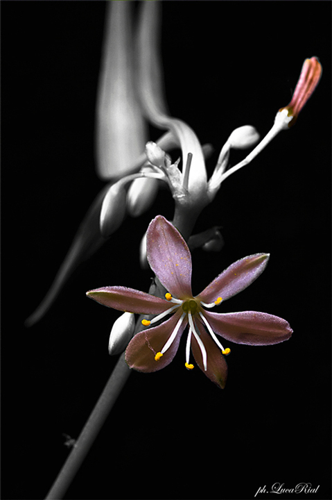 fiore-3.jpg