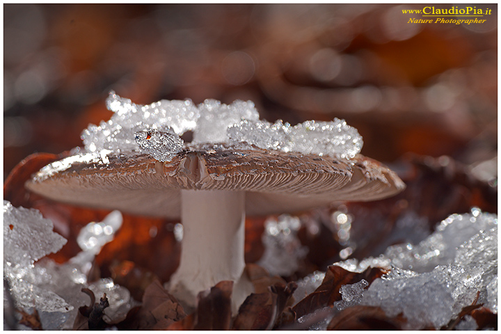 Amanita_muscaria_ghiaccio-(4).jpg