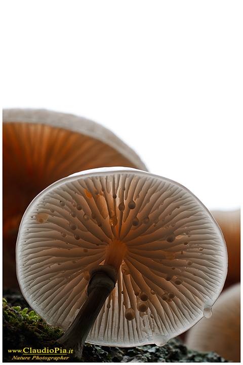 Oudemansiella mucida (1).jpg