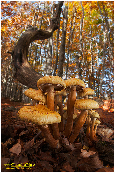 Pholiota_9456.jpg