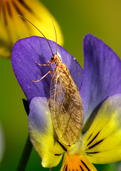 Hemerobius humulinus  .jpg