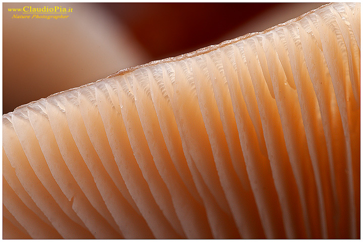 Lamelle_gills_ (3).jpg