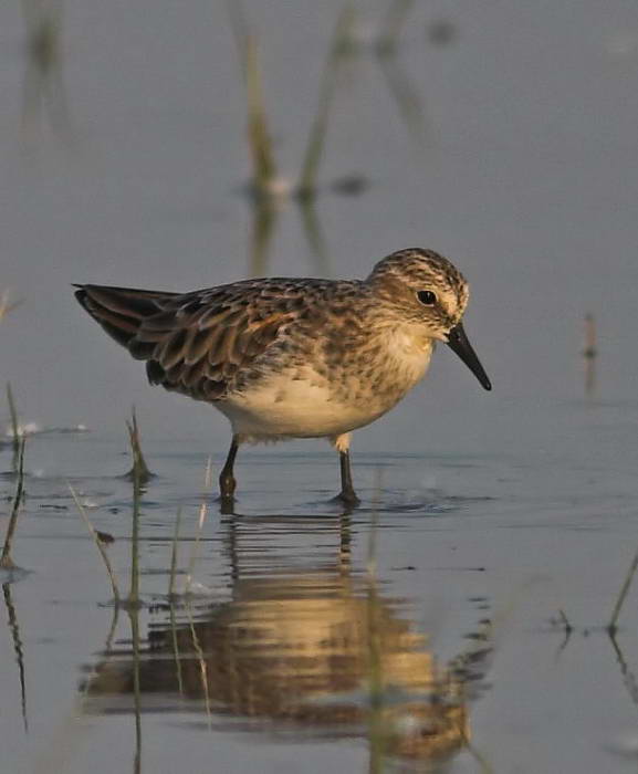 Little_stint01b.jpg