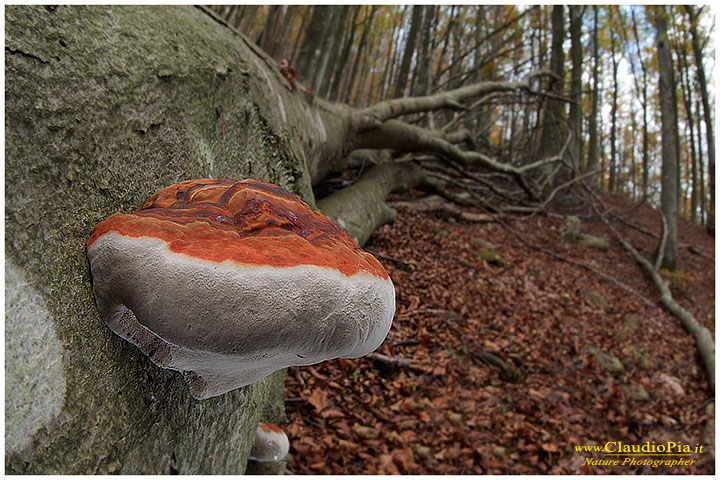 Ganoderma_australe_.jpg