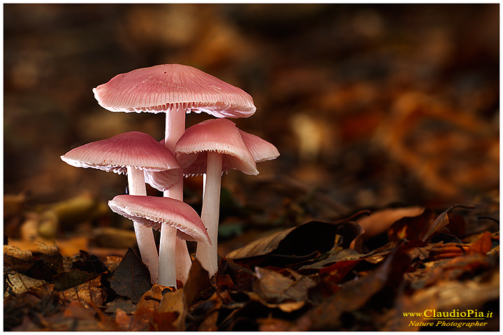 Mycena rosea_9320.jpg