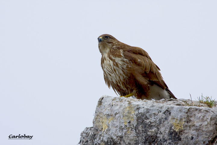 IMG_POIA 720.jpg