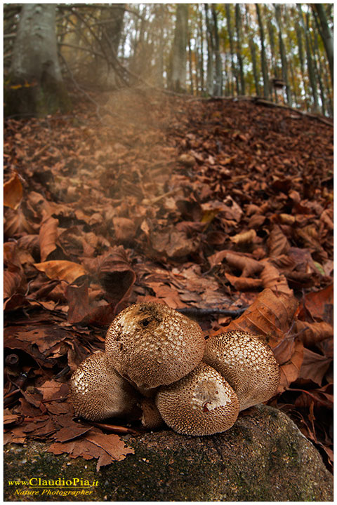 Lycoperdon_perlatum_9780.jpg