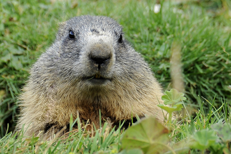 MARMOTTA 4 new forum.jpg