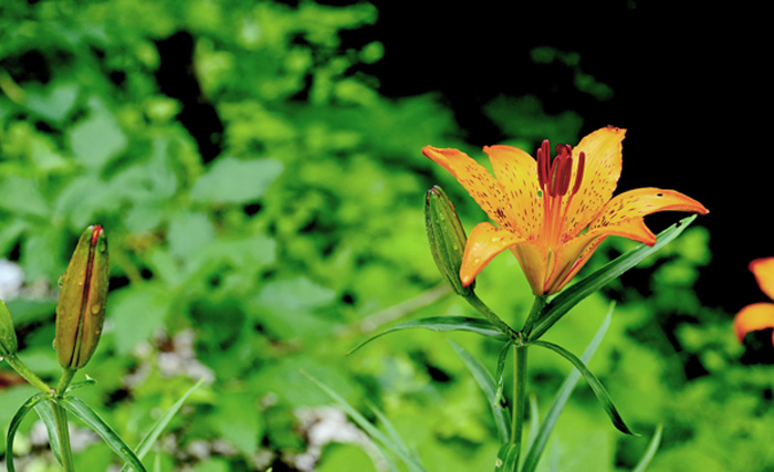 Giglio Rosso, Lilium bulbiferum 2.jpg