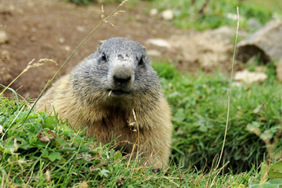 MARMOTTA 1b.jpg