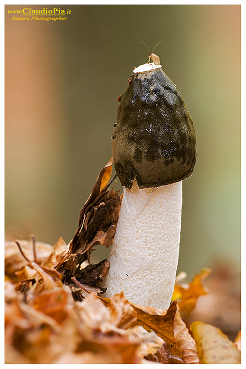 Phallus_impudicus_9634.jpg