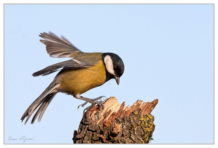 Parus x gerardo.jpg