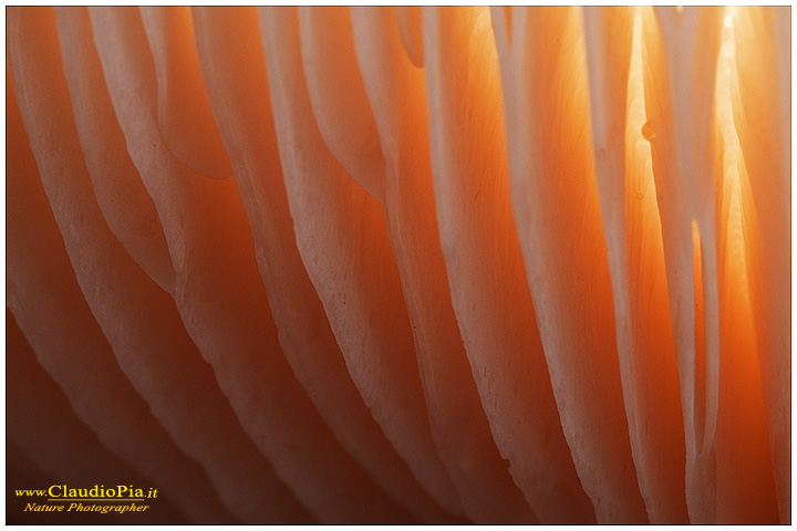 Lamelle_gills_ (2).jpg