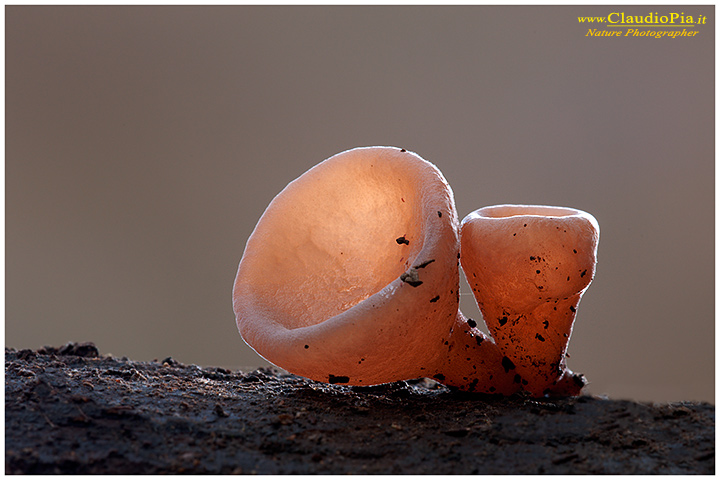 Auricularia_auricula-judae_0011.jpg