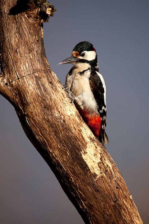 _MG_7187Picchio720.jpg